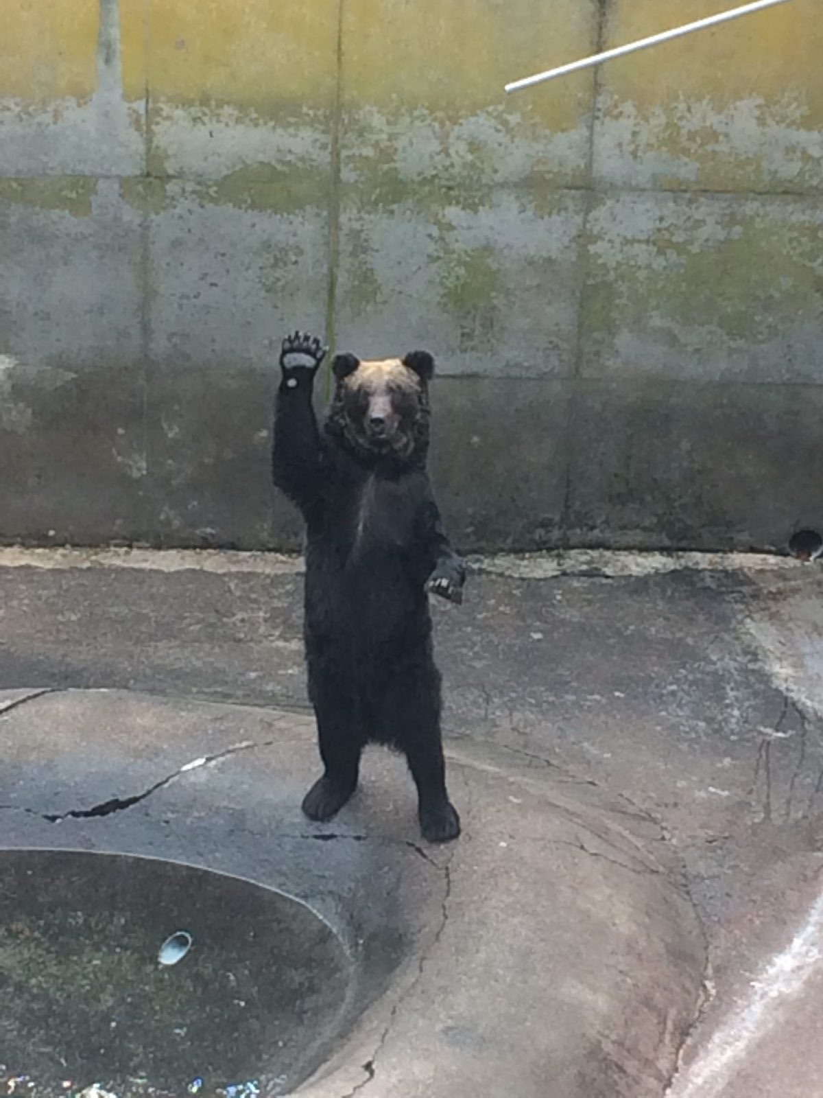 可愛らしくも迫力あるヒグマたち 昭和新山熊牧場 あれdo これdo 北海道