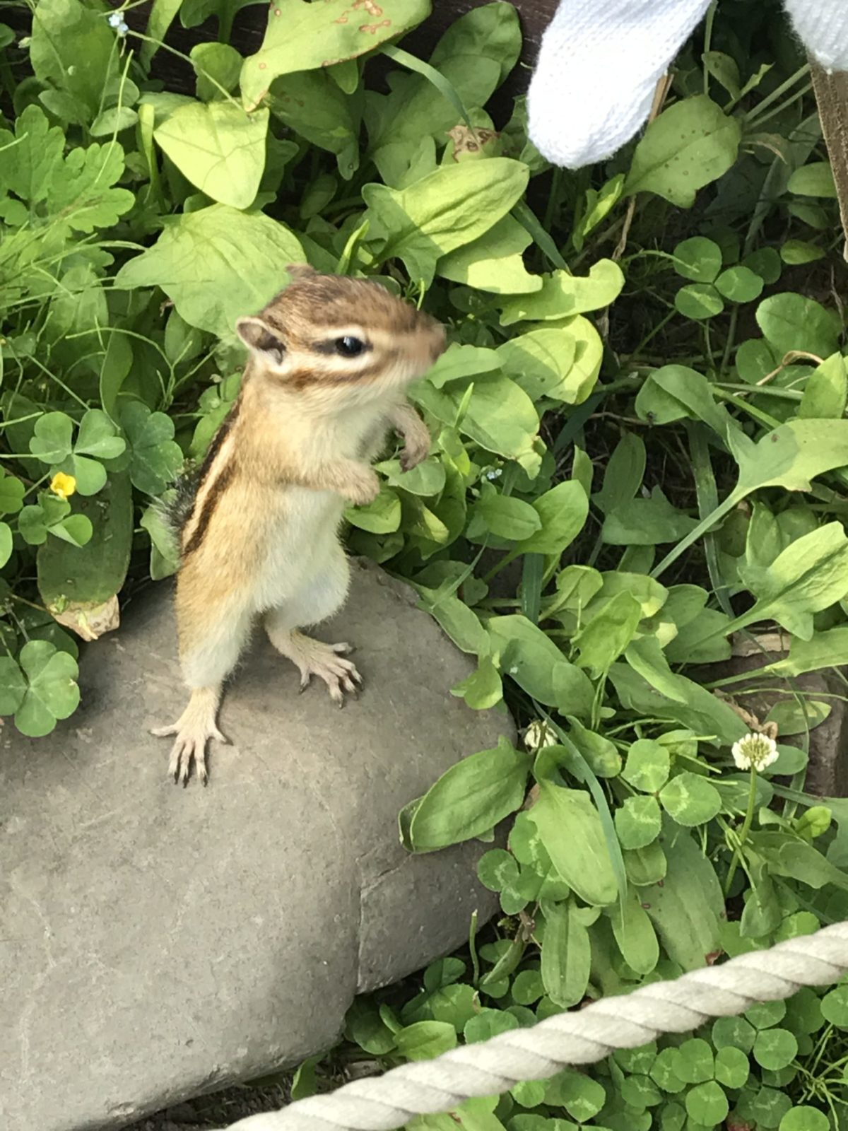 可愛いシマリスたちに癒される オホーツクシマリス公園 あれdo これdo 北海道