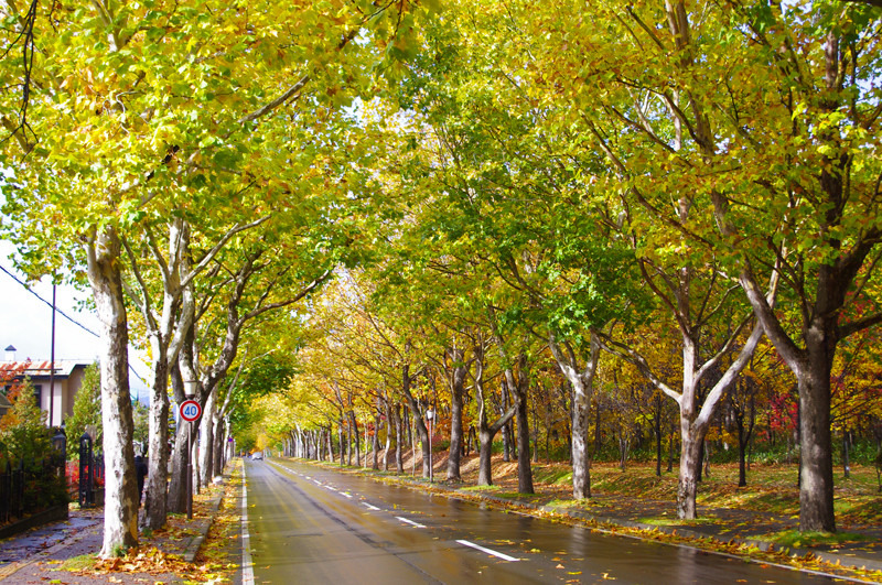 プラタナス通り ロマンチック街道 紅葉も美しいロマンチックな通り あれdo これdo 北海道