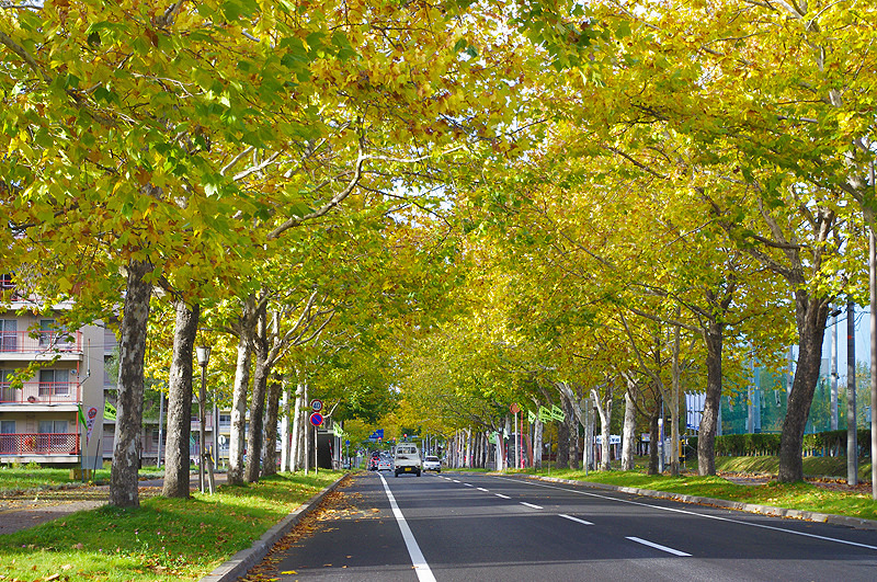 「プラタナス通り（ロマンチック街道)」紅葉も美しいロマンチックな通り｜あれDo！これDo！北海道！
