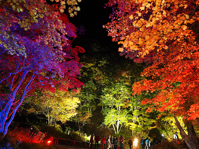 層雲峡温泉 奇跡のイルミネート 大雪国立公園内初の紅葉ライトアップ あれdo これdo 北海道
