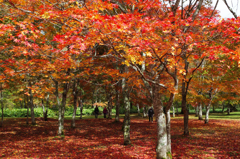 福原山荘 然別湖手前にあるもみじの赤が美しい紅葉スポット あれdo これdo 北海道