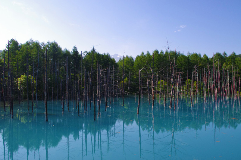 人気急上昇中の絶景スポット 美瑛 青い池 あれdo これdo 北海道