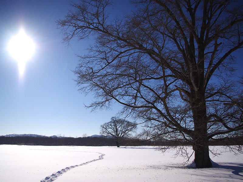 豊頃町ハルニレの木 Eyes To Meの歌詞でお馴染みドリカムファンの聖地 あれdo これdo 北海道