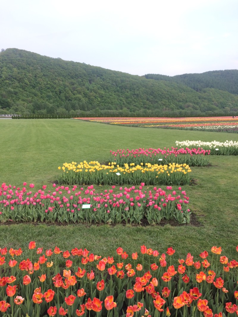 かみゆうべつチューリップフェア 1万本のチューリップが咲き誇る あれdo これdo 北海道