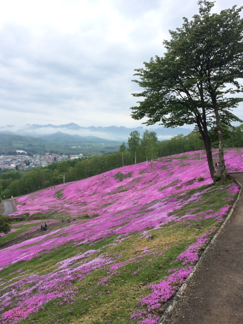 たきのうえ芝ざくらまつり 一面に広がるピンク色のじゅうたん あれdo これdo 北海道