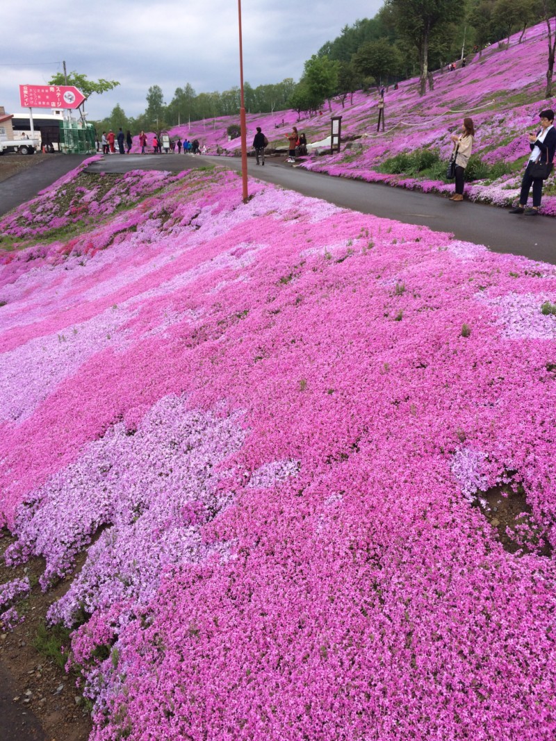 たきのうえ芝ざくらまつり 一面に広がるピンク色のじゅうたん あれdo これdo 北海道