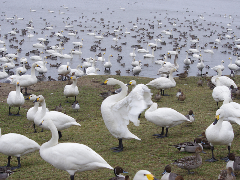 クッチャロ湖 数千羽の白鳥が羽を休める白鳥の湖 あれdo これdo 北海道