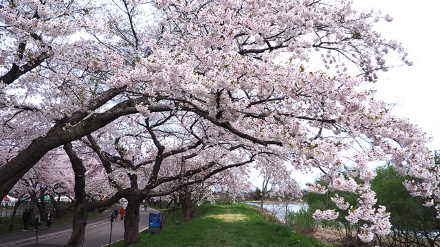 北斗桜回廊 大野川沿い桜並木 川沿いに続く桜のトンネル あれdo これdo 北海道