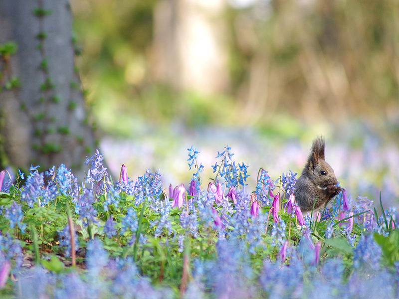 浦臼神社 エゾリスが遊ぶエゾエンゴサクとカタクリの楽園 あれdo これdo 北海道