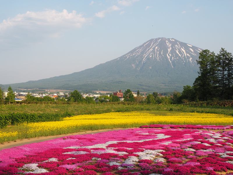 倶知安町三島さんちの芝桜 羊蹄山を望む絶景の芝桜庭園 あれdo これdo 北海道