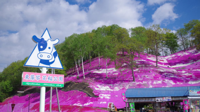 ひがしもこと芝桜公園 オホーツクの絶景 ピンクに染まる美しい丘 あれdo これdo 北海道