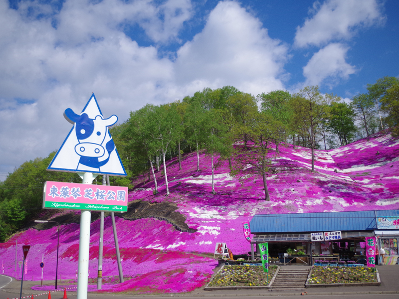 ひがしもこと芝桜公園 オホーツクの絶景 ピンクに染まる美しい丘 あれdo これdo 北海道