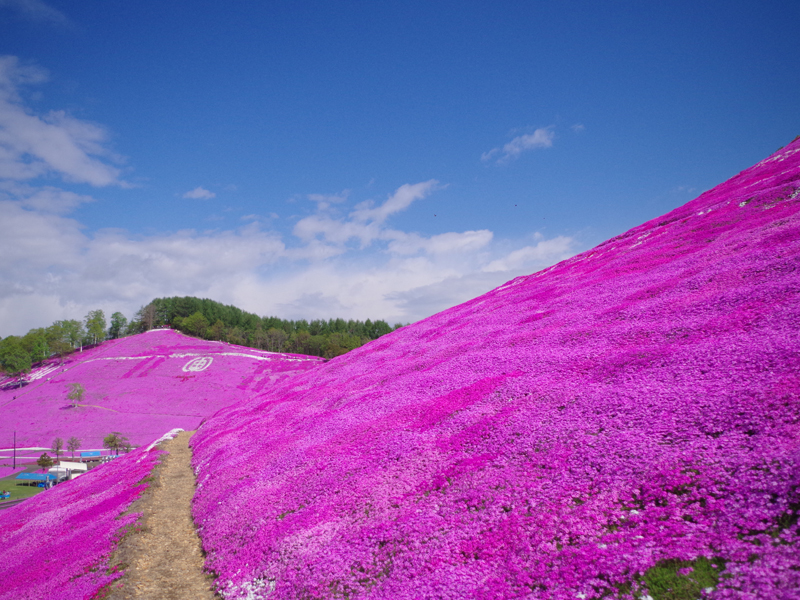 ひがしもこと芝桜公園 オホーツクの絶景 ピンクに染まる美しい丘 あれdo これdo 北海道