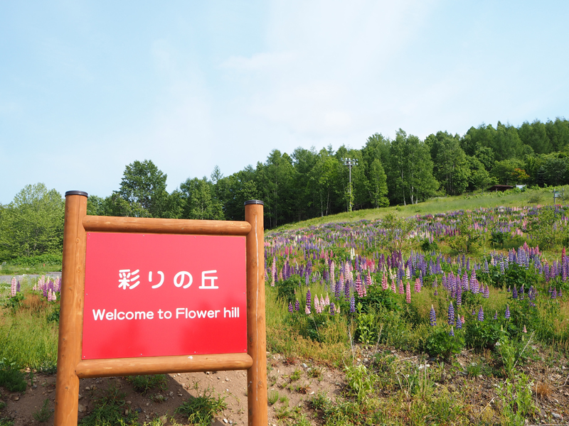 深川市彩りの丘 色とりどりのルピナスが咲き誇る絶景の丘 あれdo これdo 北海道