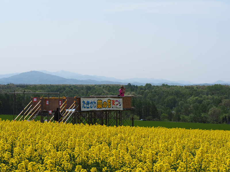 作付面積日本一 滝川市江部乙の菜の花畑 あれdo これdo 北海道