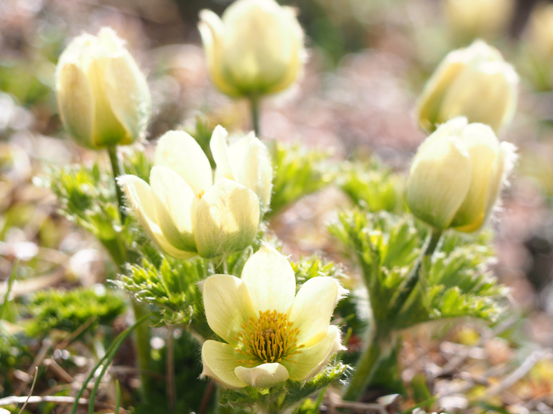 ツクモグサ 雪解けの芦別岳山頂で咲く幻の花 あれdo これdo 北海道