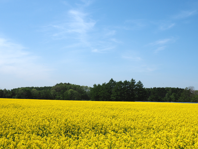 新千歳空港から近い黄色い絶景 安平町追分の菜の花畑 あれdo これdo 北海道