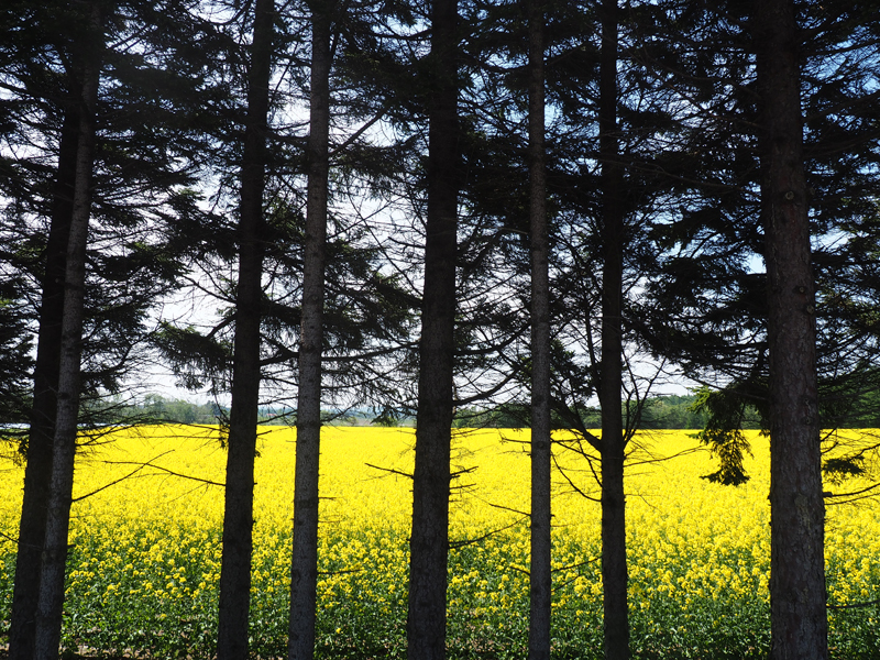 新千歳空港から近い黄色い絶景 安平町追分の菜の花畑 あれdo これdo 北海道