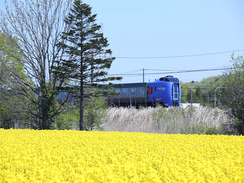 新千歳空港から近い黄色い絶景 安平町追分の菜の花畑 あれdo これdo 北海道