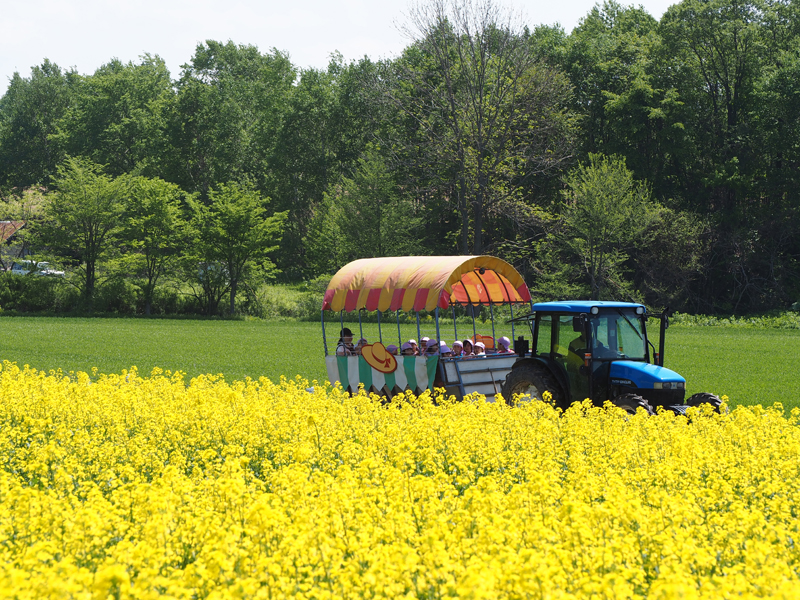 新千歳空港から近い黄色い絶景 安平町追分の菜の花畑 あれdo これdo 北海道