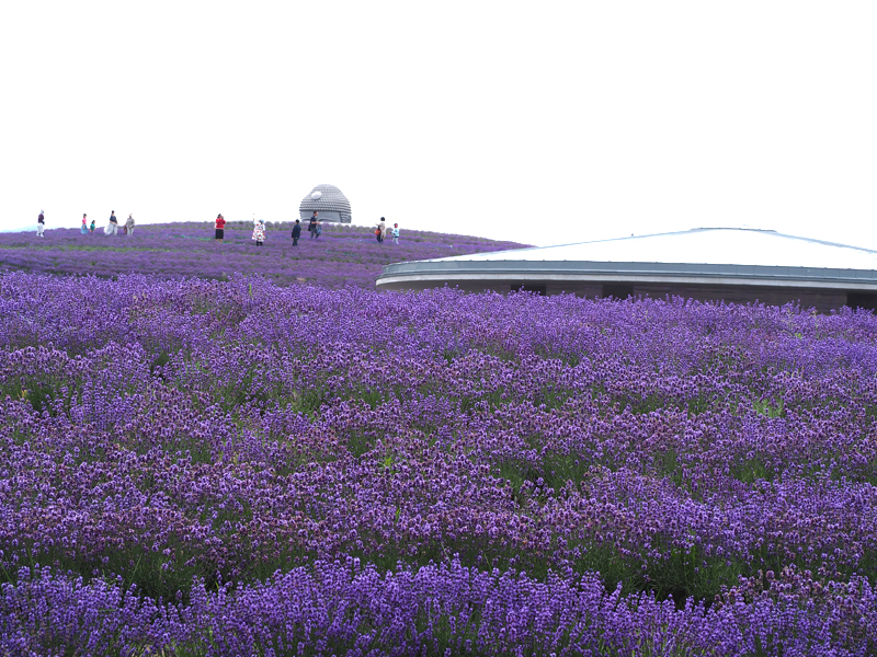 滝野霊園頭大仏 インスタ映えする変わり種ラベンダー園 あれdo これdo 北海道