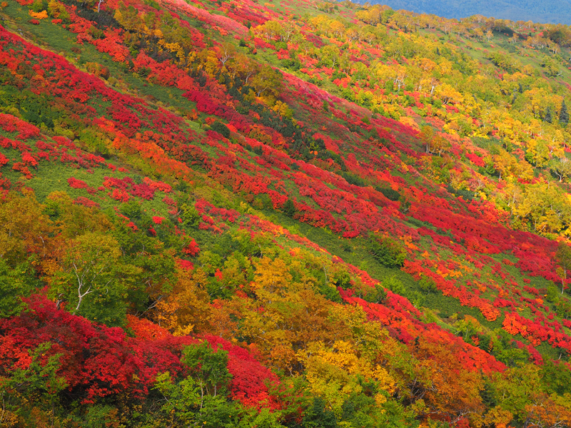 日本一早い紅葉スポット 絶景の大雪山 銀泉台 あれdo これdo 北海道