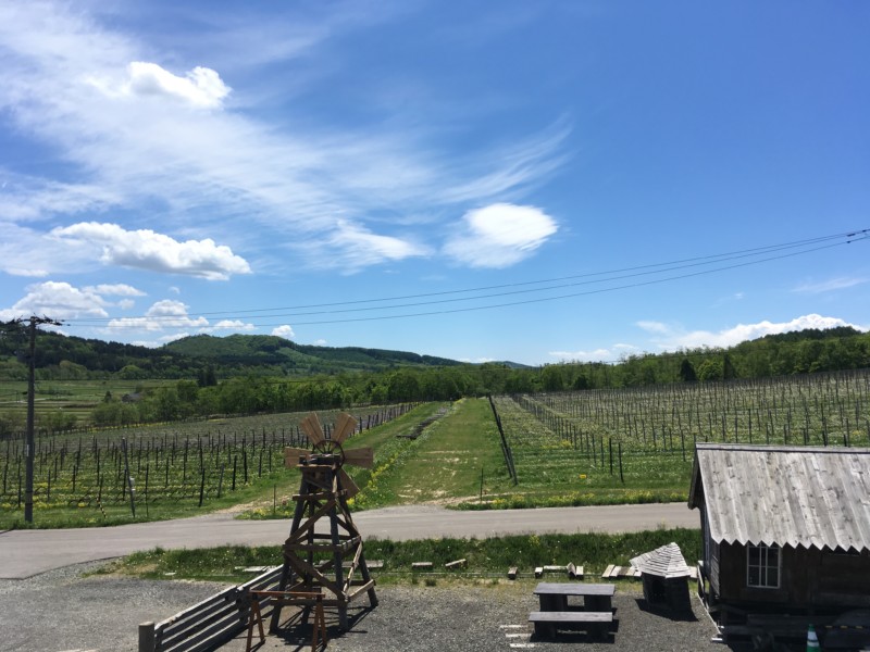 宝水ワイナリーは映画「ぶどうのなみだ」のロケ地にもなった美しい場所！｜あれDo！これDo！北海道！