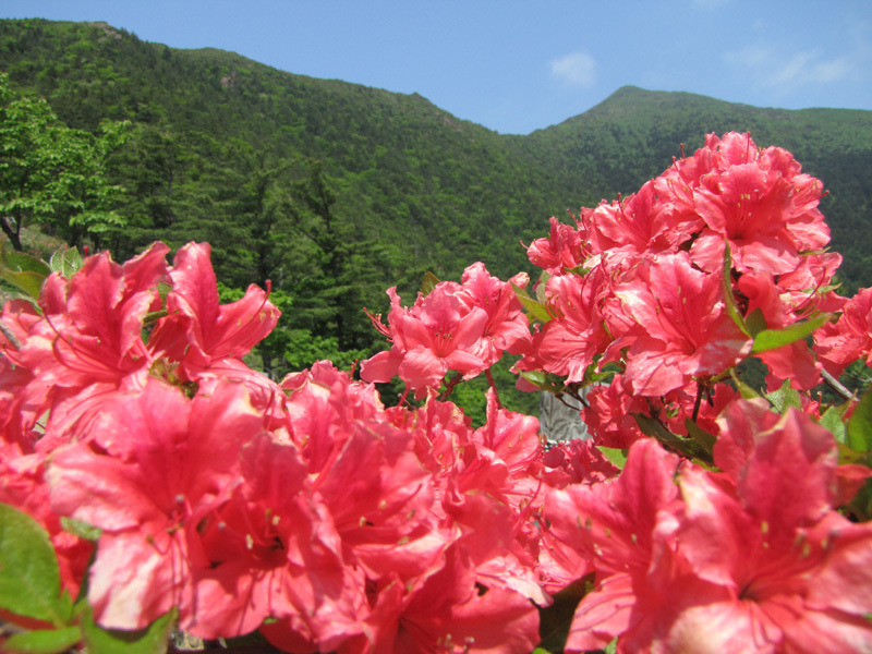 幻の花ヒダカソウが咲くアポイ岳 固有種も沢山ある花の山 あれdo これdo 北海道