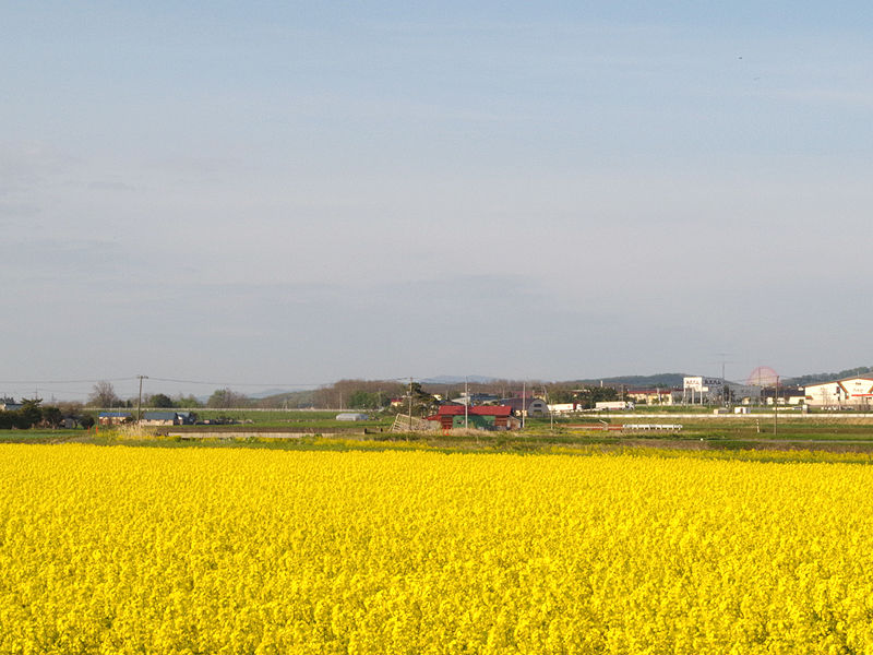 北海道第三の菜の花畑として注目 岩見沢市の菜の花畑 あれdo これdo 北海道