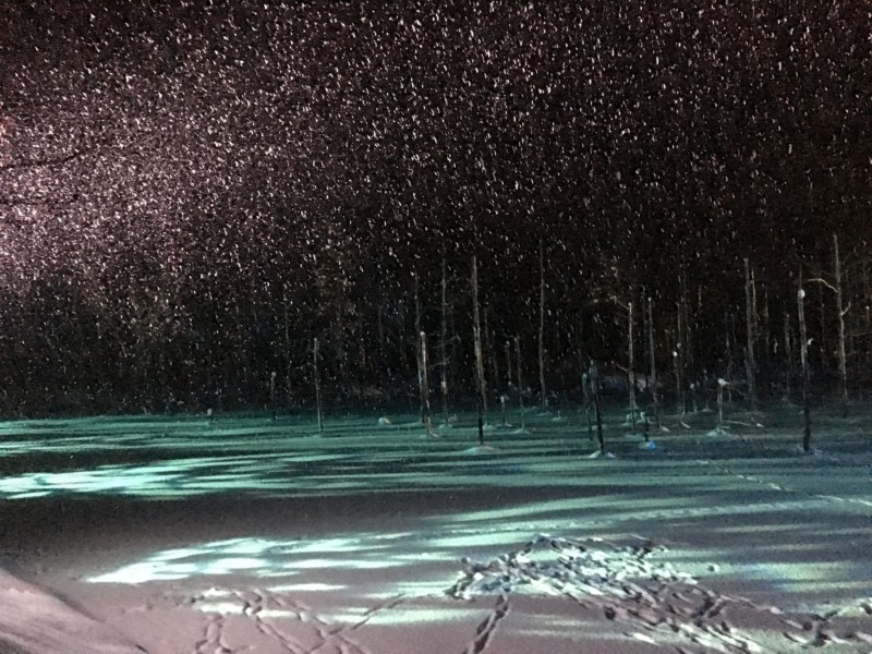 青い池 美瑛にある冬の幻想的なライトアップ あれdo これdo 北海道