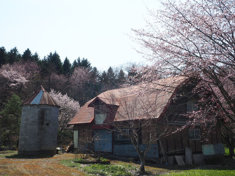 八千代ケ岡の桜 旭川近郊の隠れた桜スポット 残雪の旭岳と桜が一緒に見られるスポットもある あれdo これdo 北海道