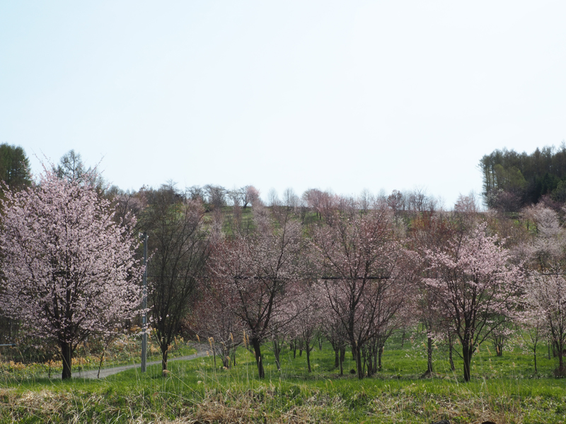 八千代ケ岡の桜 旭川近郊の隠れた桜スポット 残雪の旭岳と桜が一緒に見られるスポットもある あれdo これdo 北海道