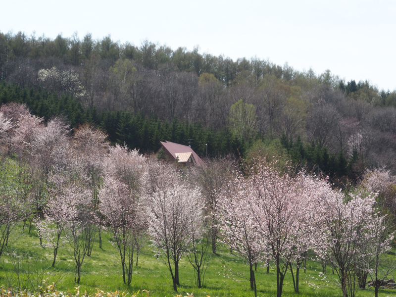 八千代ケ岡の桜 旭川近郊の隠れた桜スポット 残雪の旭岳と桜が一緒に見られるスポットもある あれdo これdo 北海道